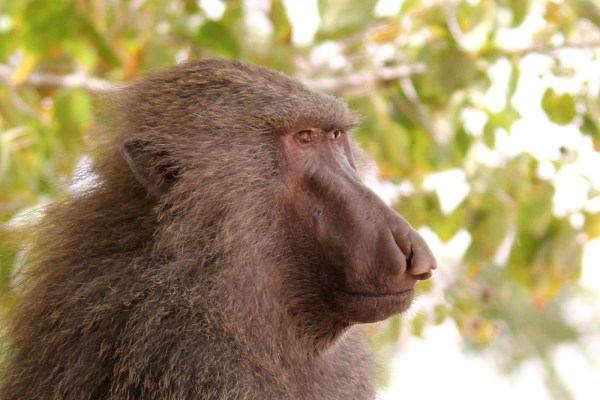 old male Olive Baboon