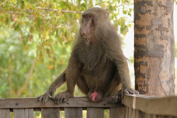 obscene Olive Baboon