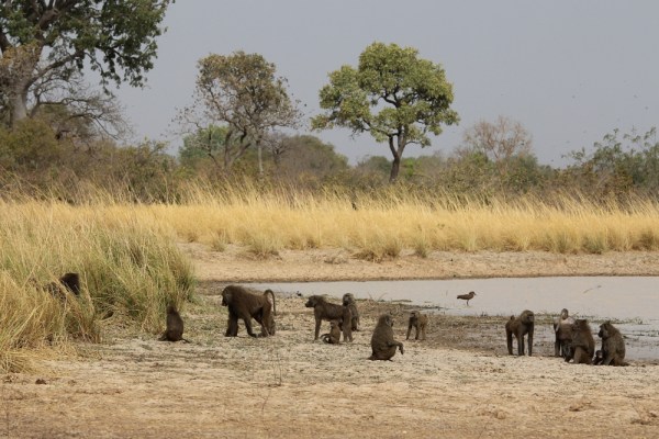group of baboons at waterhole