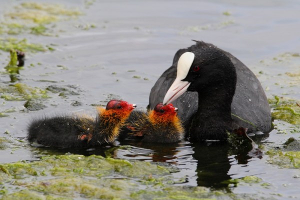 Eurasian Coot with fledglings