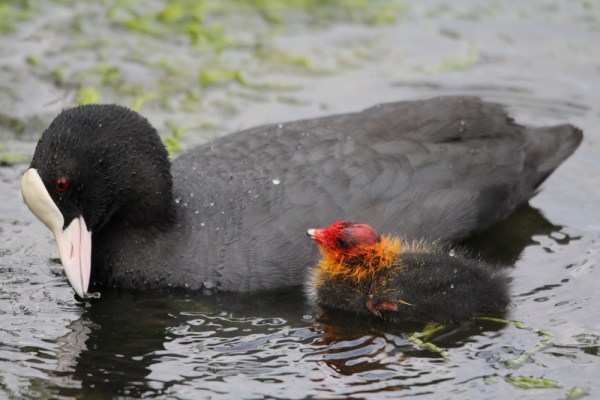 Eurasian Coot with fledgling