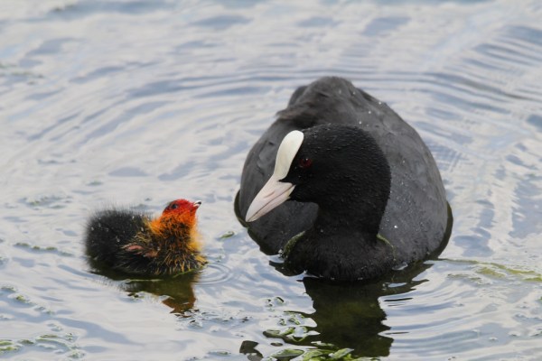 Eurasian Coot with fledgling