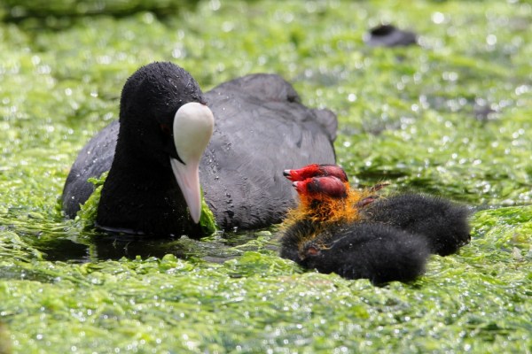 Eurasian Coot with fledglings