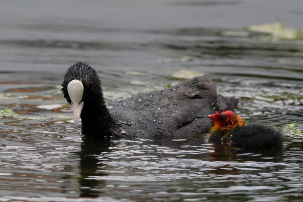 Eurasian Coot with fledgling