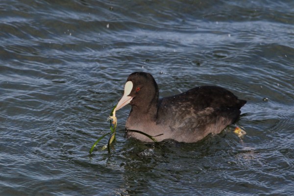 Eurasian Coot