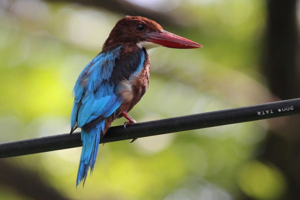 White-throated Kingfisher in Alleppey