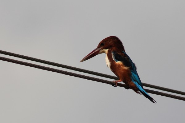 White-throated Kingfisher in Hampi