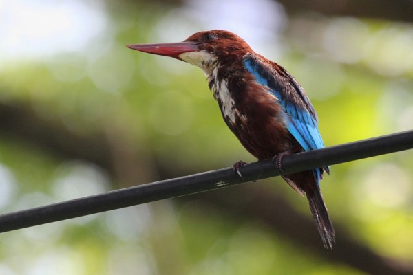 White-throated Kingfisher in Alleppey