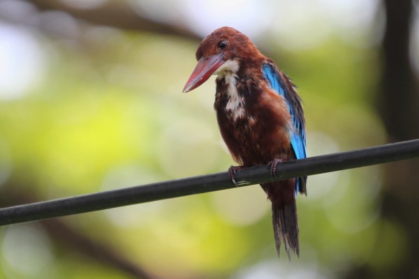 White-throated Kingfisher in Alleppey