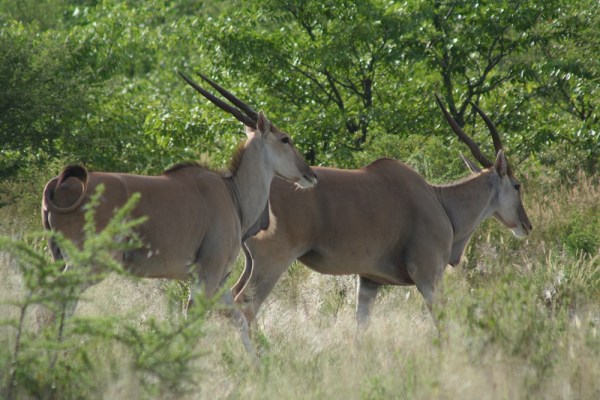 Common Eland in Etosha National Park