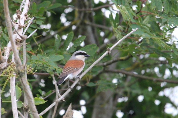 male Red-backed Shrike