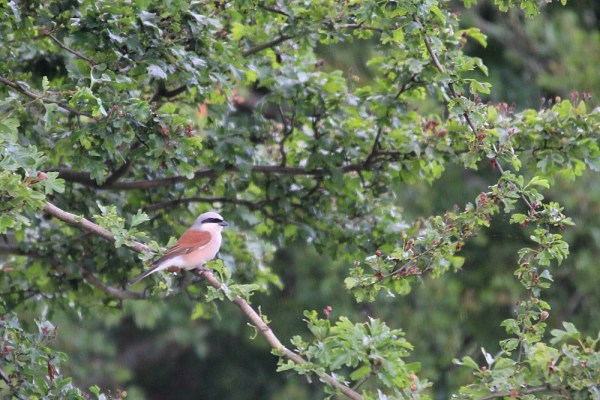 male Red-backed Shrike