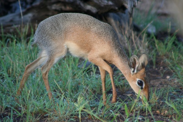 Damara Dik-dik