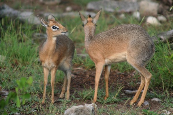 Damara Dik-dik