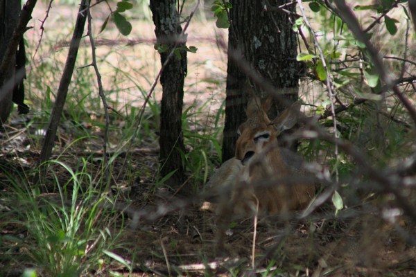 *yawn* tired dik-dik