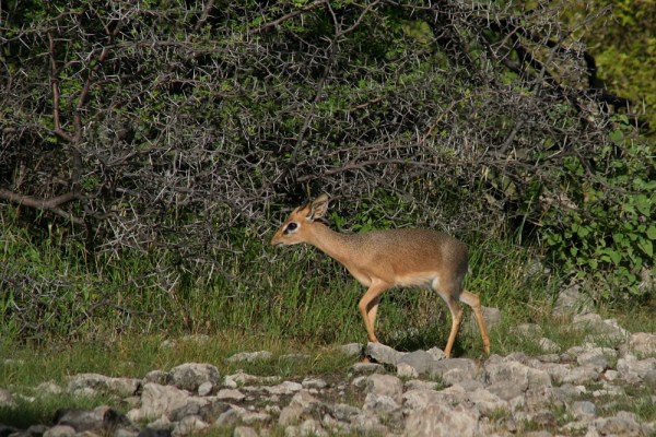 Damara Dik-dik