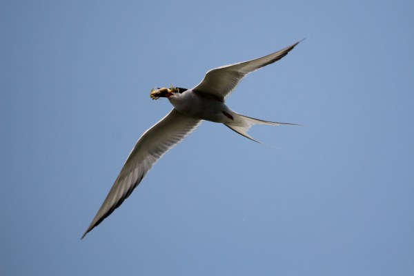 Arctic Tern with prey