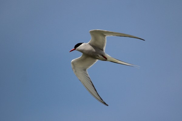 Arctic Tern