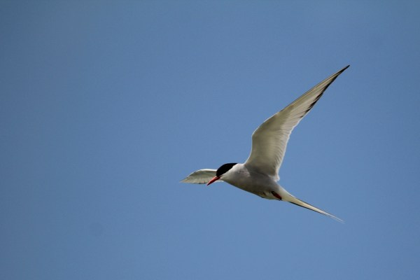 Arctic Tern