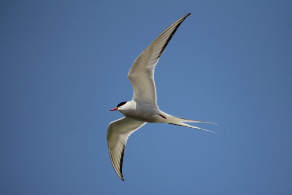 Arctic Tern