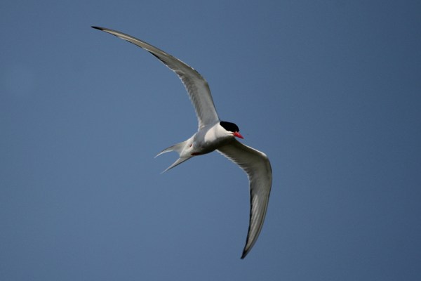 Arctic Tern