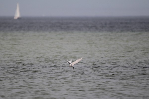 dipping into the water