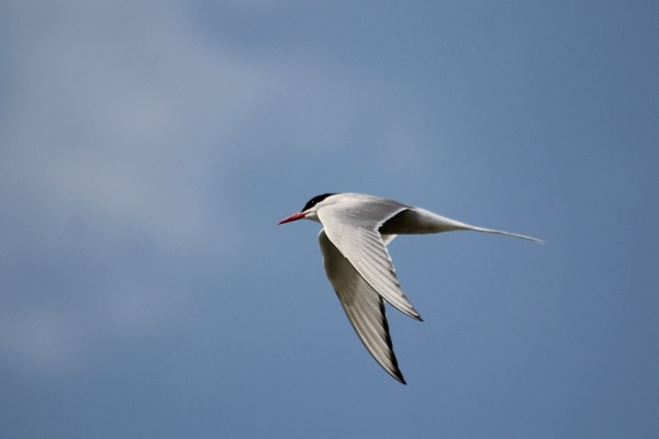 Arctic Tern