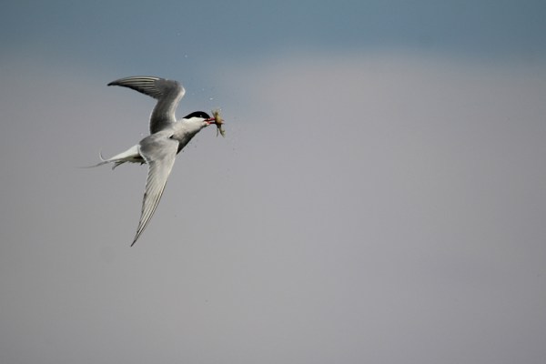 Arctic Tern with crab