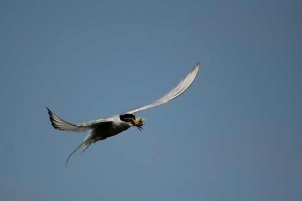 Arctic Tern with crab