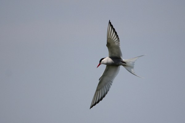Arctic Tern