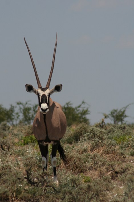 Gemsbok in Etosha National Park