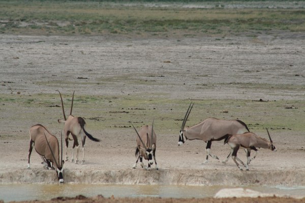 action at the waterhole