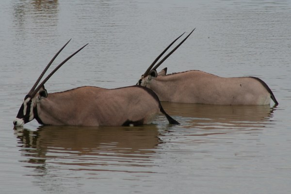 bathing Gemsbok