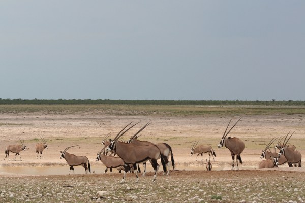Gemsbok in Etosha National Park
