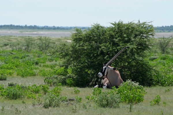 Gemsbok taking a break