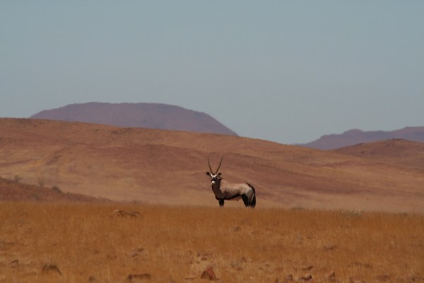 a lone Gemsbok in the vast emptiness of Namibia
