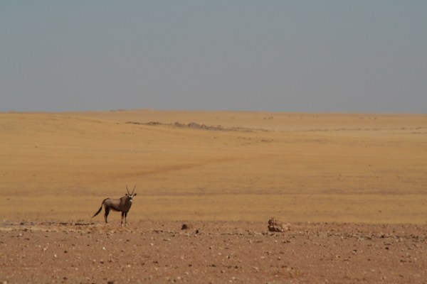 in the shimmering heat of Namibia