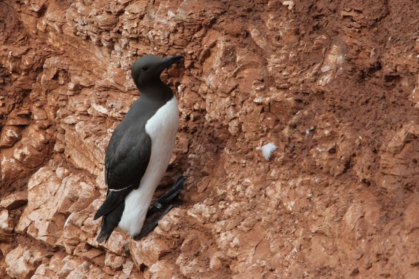 Common Murre on Helgoland