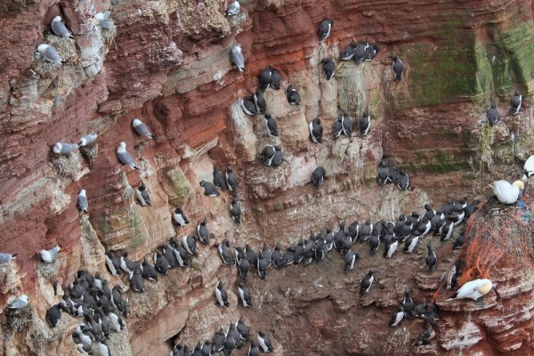 breeding sea birds on Helgoland