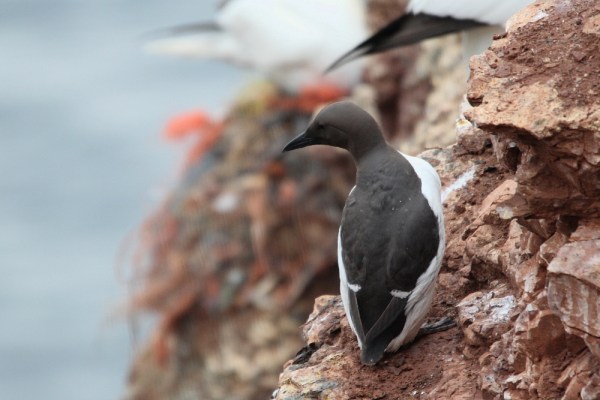 Common Murre