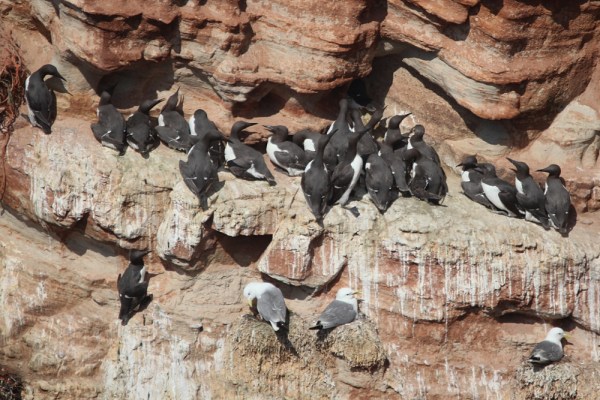 Common Murre on Helgoland