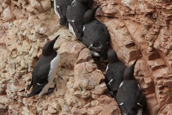 Common Murre on Helgoland