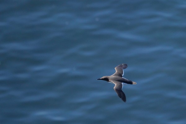Common Murre