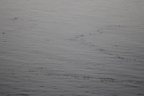 murres hunting for fish on the ocean