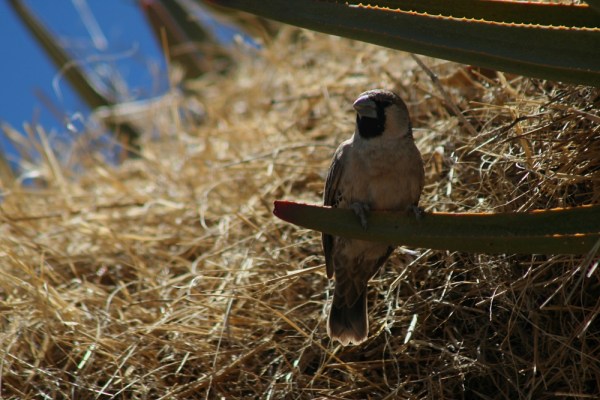 Sociable Weaver