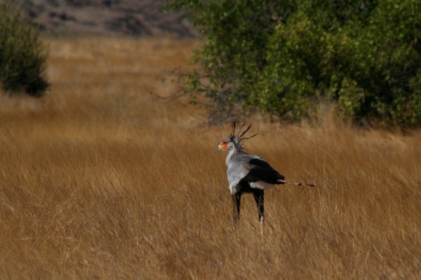 Secretarybird