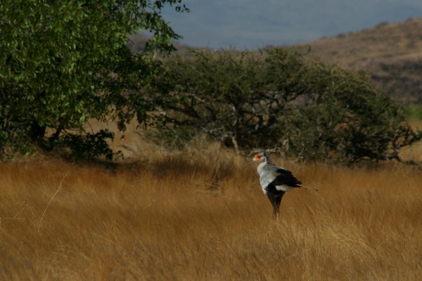 Secretarybird