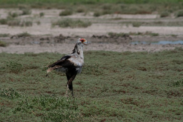 Secretarybird