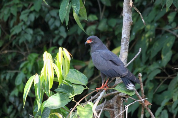 male Snail Kite