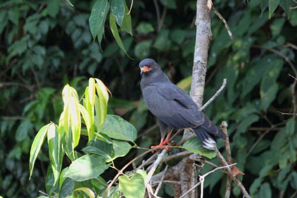 male Snail Kite
